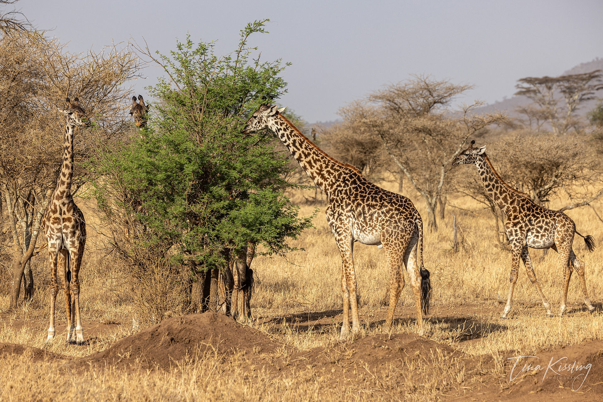 Giraffen in der Serengeti, Foto: Tina Kissling
