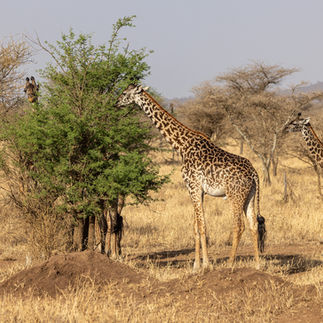 Giraffen in der Serengeti, Foto: Tina Kissling