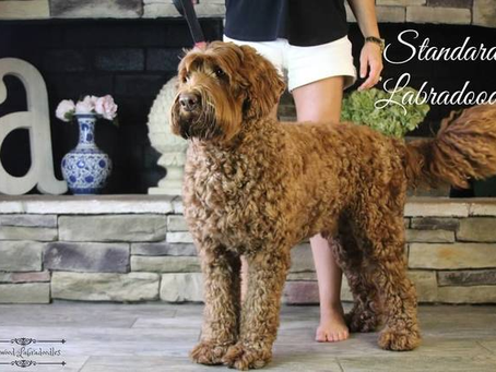Complete Guide to Labradoodle Sizes
