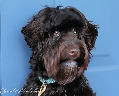 Auggie688 horizontal.jpg