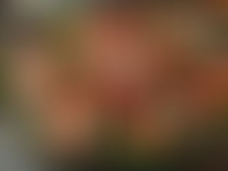  Add a Fresh, Nutritious Touch to Your Thanksgiving Table: Spinach, Strawberry & Walnut Salad