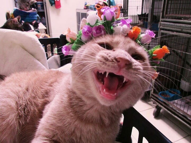 ONG Late e Mia realiza Tarde de Tortas em prol de animais resgatados