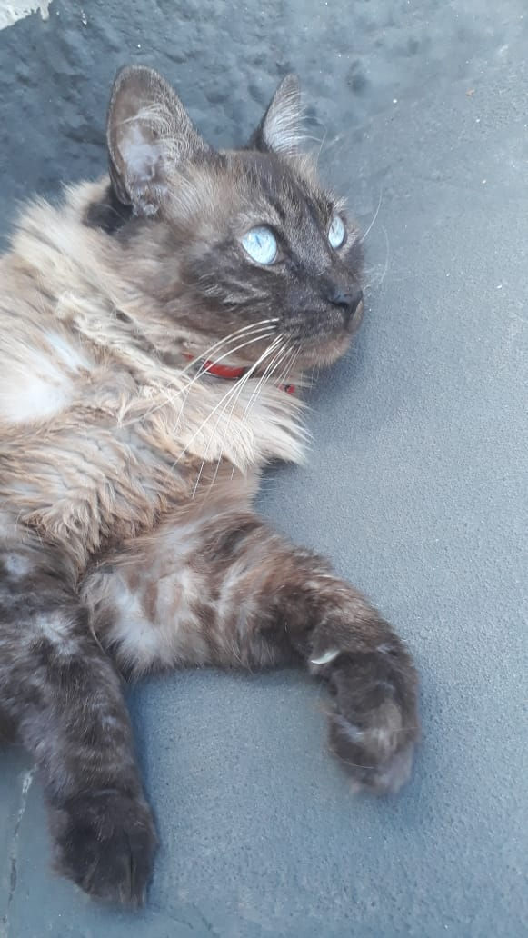 Gata desaparece no Roma e donos oferecem recompensa para quem encontrá-la