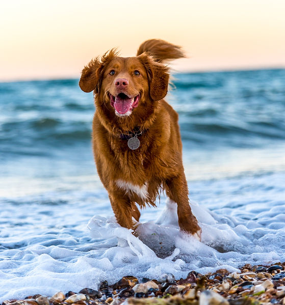Dog playing on the beach shore