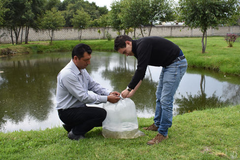 REAPERTURA DEL PARQUE ECOLÓGICO “LOS LADRILLOS” SE PREPARA CON SIEMBRA DE CARPA
