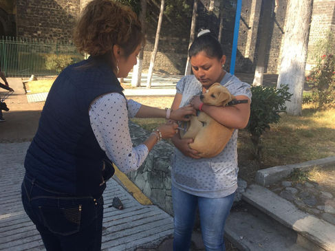 APLICAN EN COMUNA CAPITALINA MÁS DE 5 MIL 400 VACUNAS ANTIRRÁBICAS A MASCOTAS