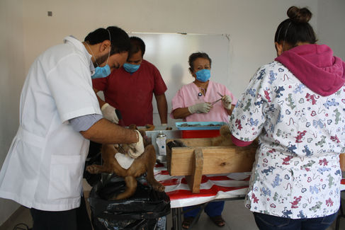 Habrá Campaña Intensiva de Esterilización Canina y Felina en Zacatelco