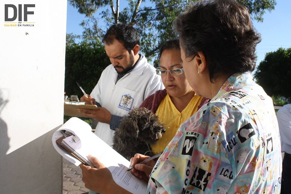 Perros y gatos3