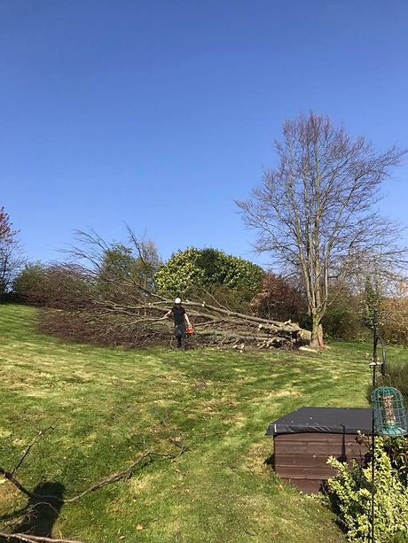 Tree Felling & Dismantling.jpeg