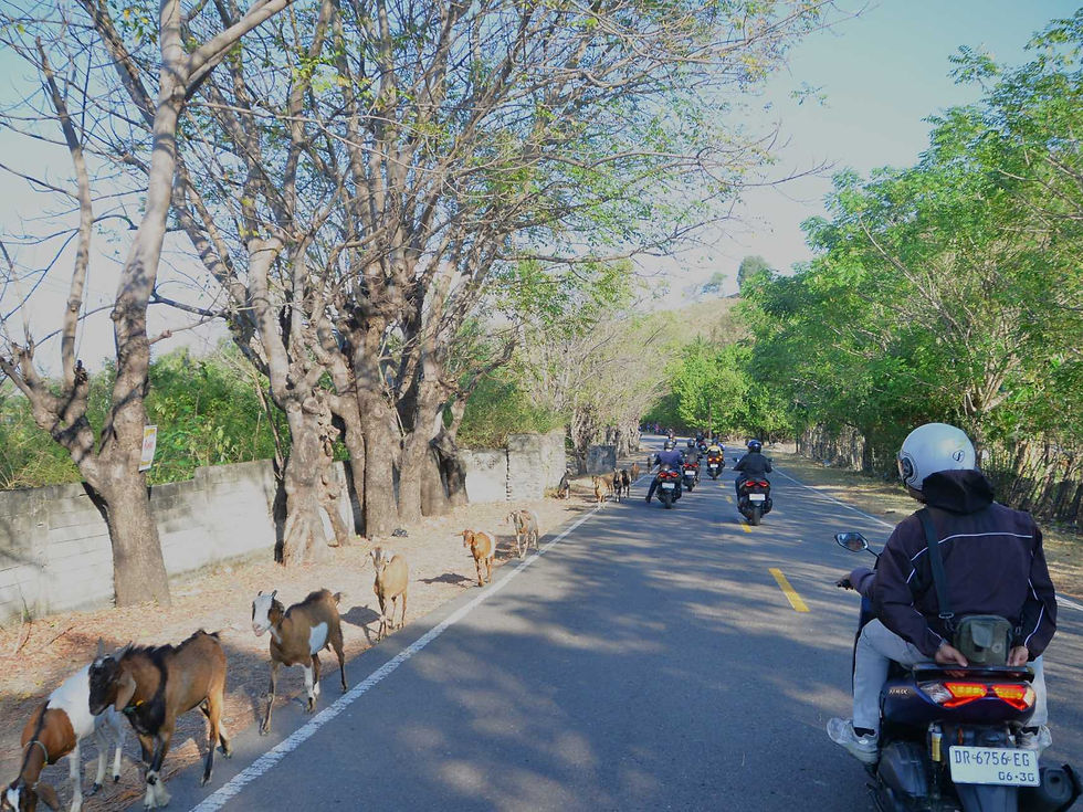 Waspada dengan kambing yang banyak berkeliaran di sepanjang jalan.