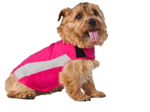 Six Road Trip Essentials for Your Dog