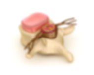 Sunnyvale Chiropractor, vertebrae