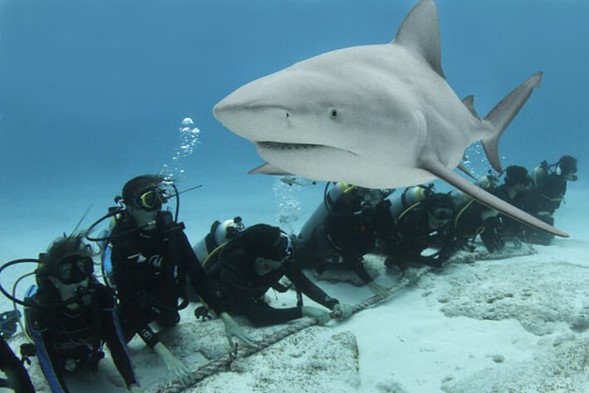 Buceo con tiburón toro