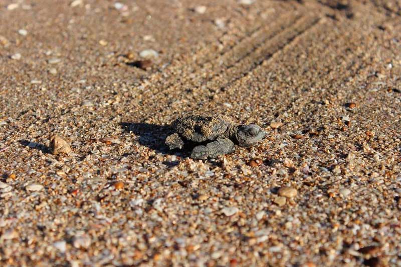 Liberación de tortugas en Bahía de Kino