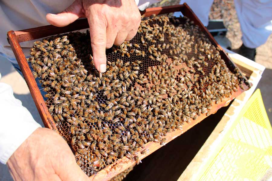 Proyecto apícola comcaac