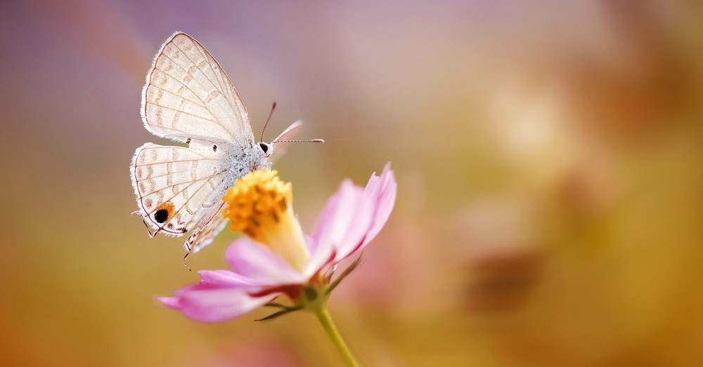 ¡Cuidado! Científicos alertan sobre la "apocalipsis de los insectos"