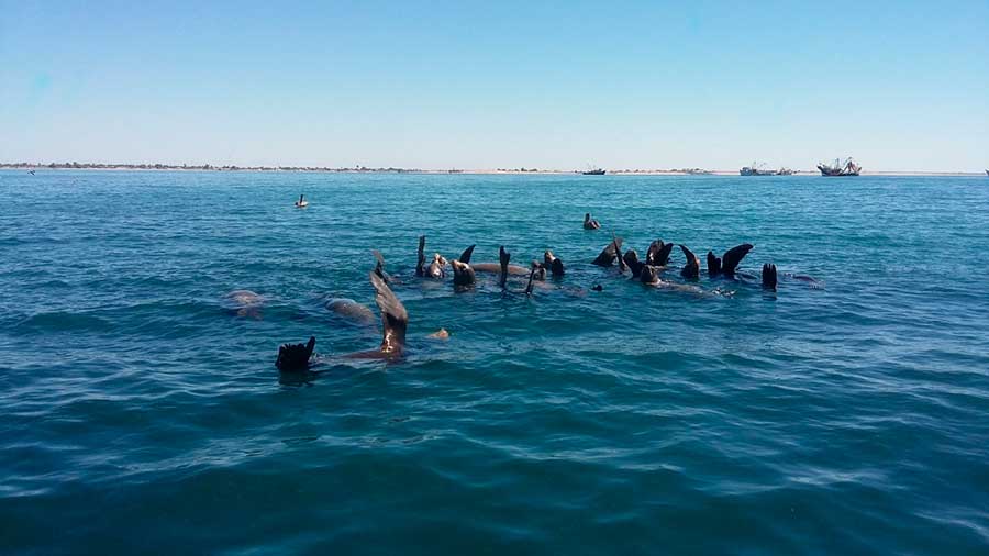 Lobos marinos Bahía de Kino