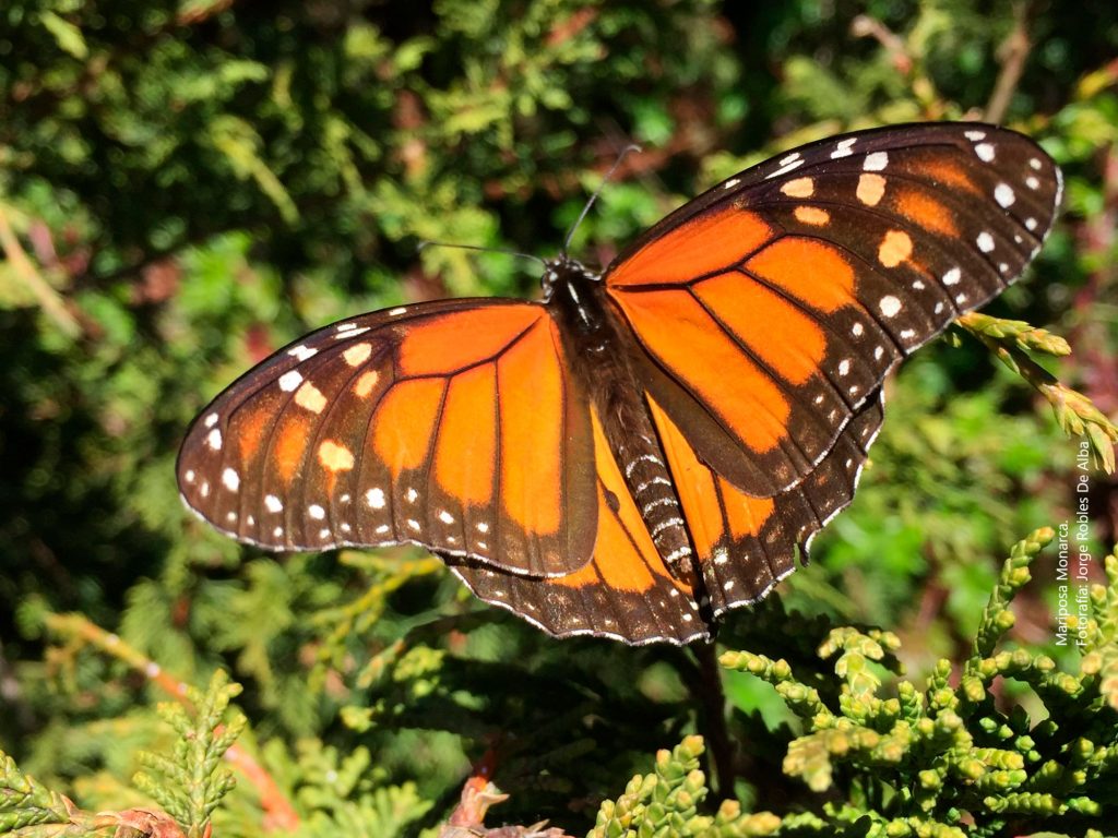 Maravíllate con los majestuosos santuarios de la mariposa monarca en Michoacán