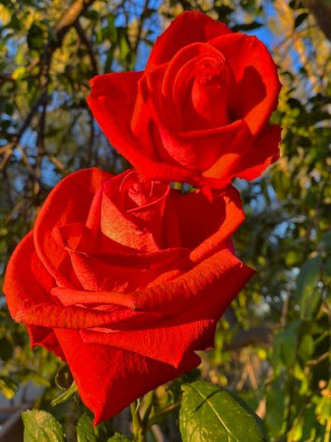 5 flores y su significado