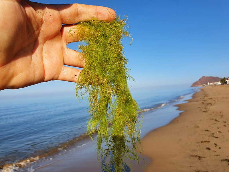 Alga marina en Bahía de Kino, Sonora
