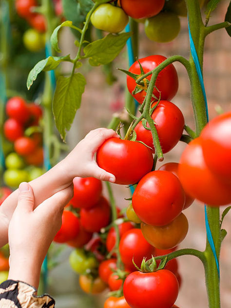 Guía para plantar tomates en casa