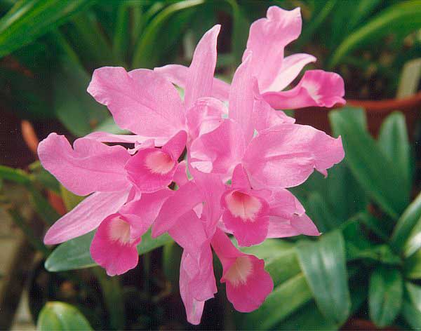 Cañón del Sumidero, Chiapas, México