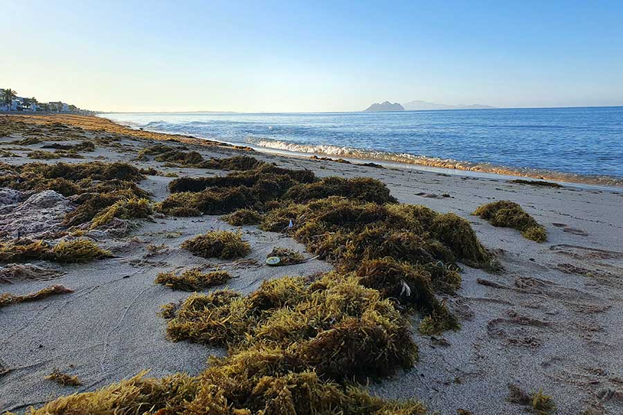 Alga marina en Bahía de Kino, Sonora