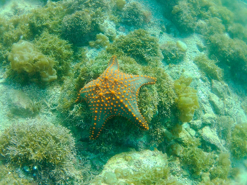 Arrecifes artificiales Bahía de Kino, Sonora