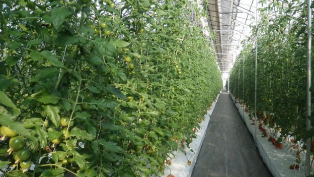 Plantación de tomates