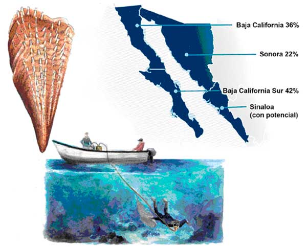 Representación del buceo de callo de hacha