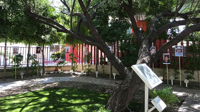 En el Jardín de la Vida del Hospital General en Hermosillo se han plantado 227 árboles en honor a donadores de órganos