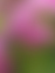 No te pierdas el Festival de las Flores de Otoño en CDMX