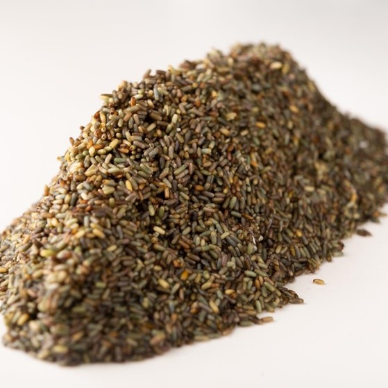 semilla de pasto marino