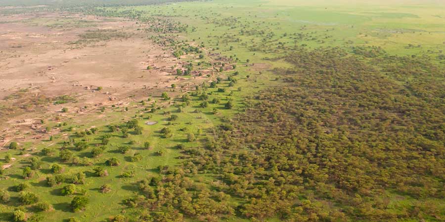 África pone el ejemplo y planta 8 mil kilómetros de árboles para construir la 'Gran Muralla Verde'