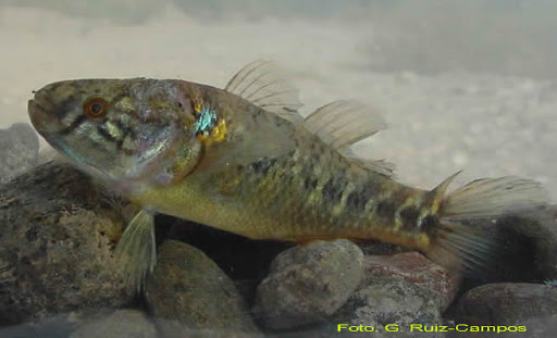 Puyeki (Dormitator latifrons)