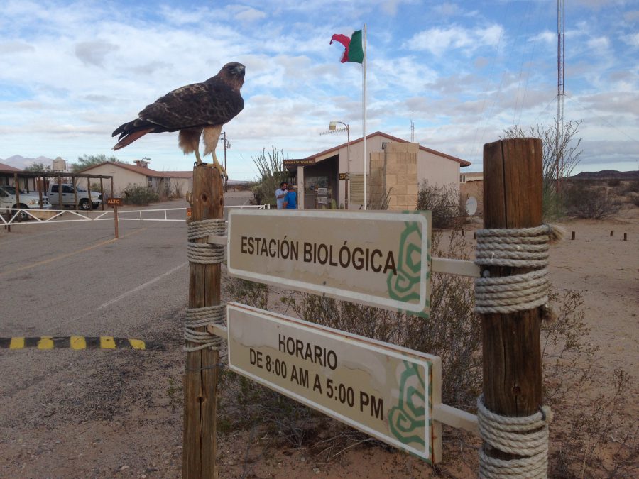 3 rutas para explorar El Pinacate