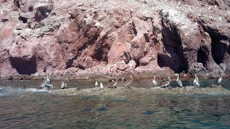 Aves marinas en Isla Alcatraz, Bahía de Kino, Sonora