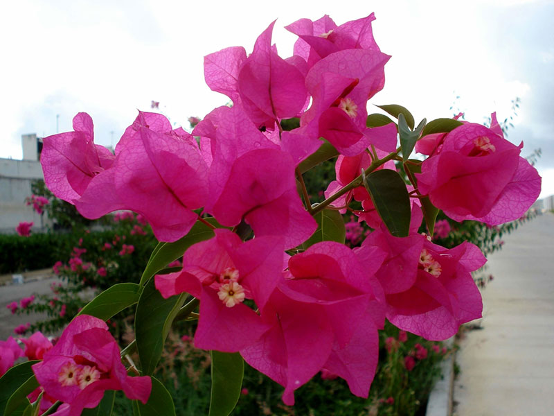 Bugambilia (Bougainvillea)