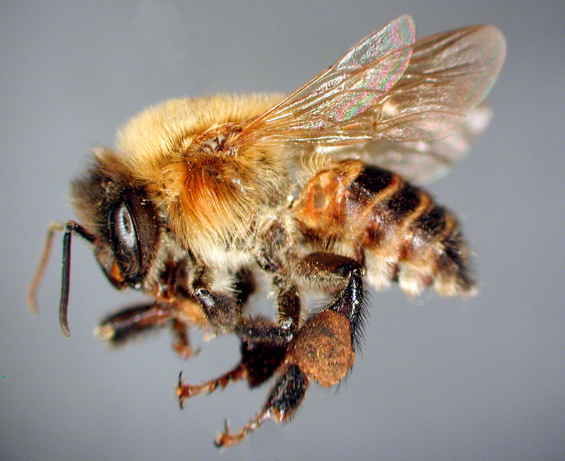 abeja melipona beecheii