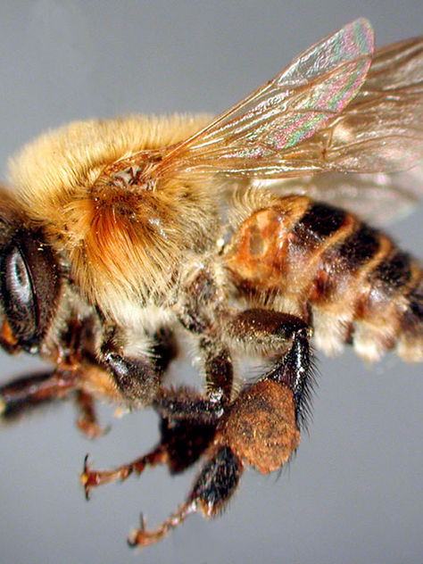 Conoce a las “abejas sagradas” de los mayas cuya miel es curativa