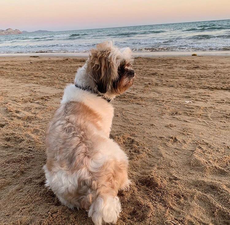 10 BENEFICIOS DE TENER UN PERRO SHIH TZU