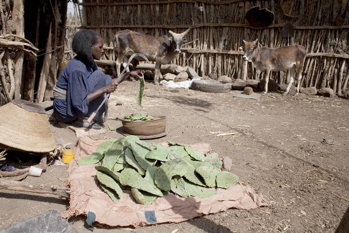 Photo: ©FAO/Giulio Napolitano