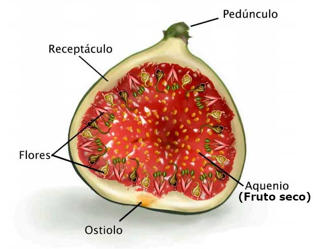 Composición de un higo