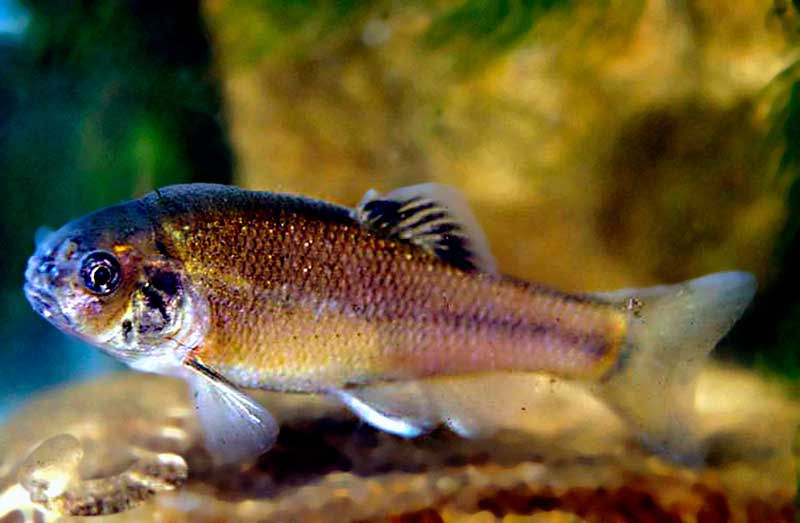 Carpita cabezona (Pimephales promelas)