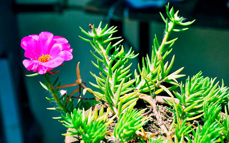 Amor de un rato (Portulaca grandiflora)