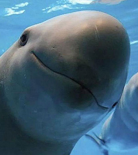 Jóvenes mexicanos destacan en concurso internacional con proyecto para proteger a la vaquita marina