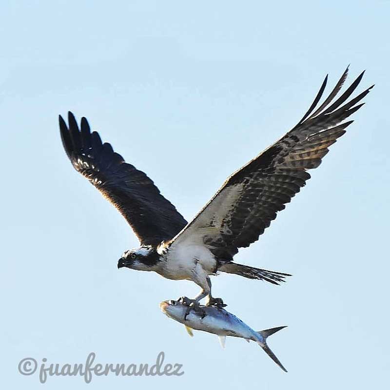 Águila pescadora