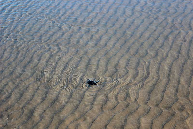 Liberación de tortugas en Bahía de Kino