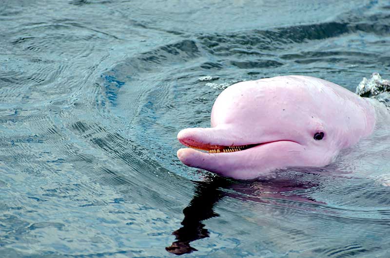 Delfines rosados