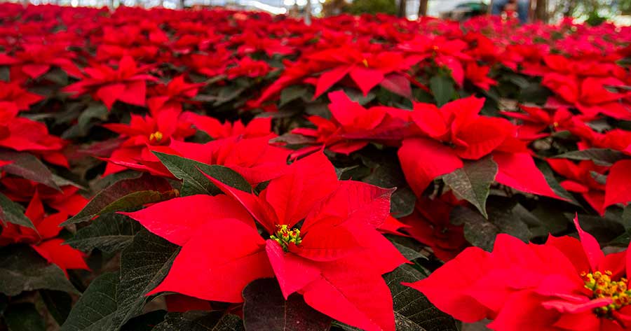 Nochebuena: Un regalo navideño de México al mundo